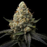 Sunshine Citrus Feminized Seeds by Triploid Genetics