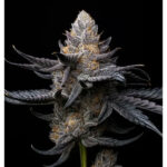 White Diamond Feminized Seeds by Triploid Genetics