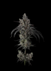 Zoda BX1 Feminized Seeds by Umami Seed Company - Image 2