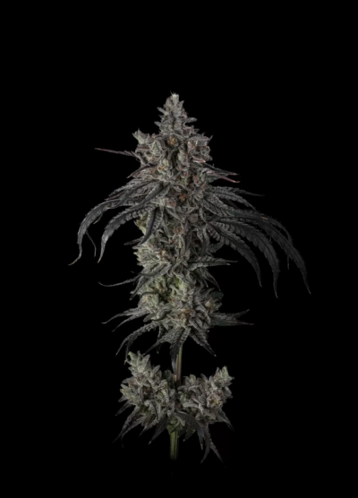 Zoda BX1 Feminized Seeds by Umami Seed Company - Image 2