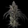 Zoda BX1 Feminized Seeds by Umami Seed Company