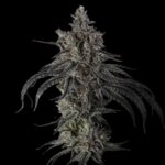 Zoda BX1 Feminized Seeds by Umami Seed Company