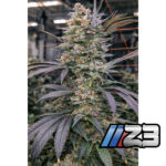 Z3 Regular Seeds by Terphogz