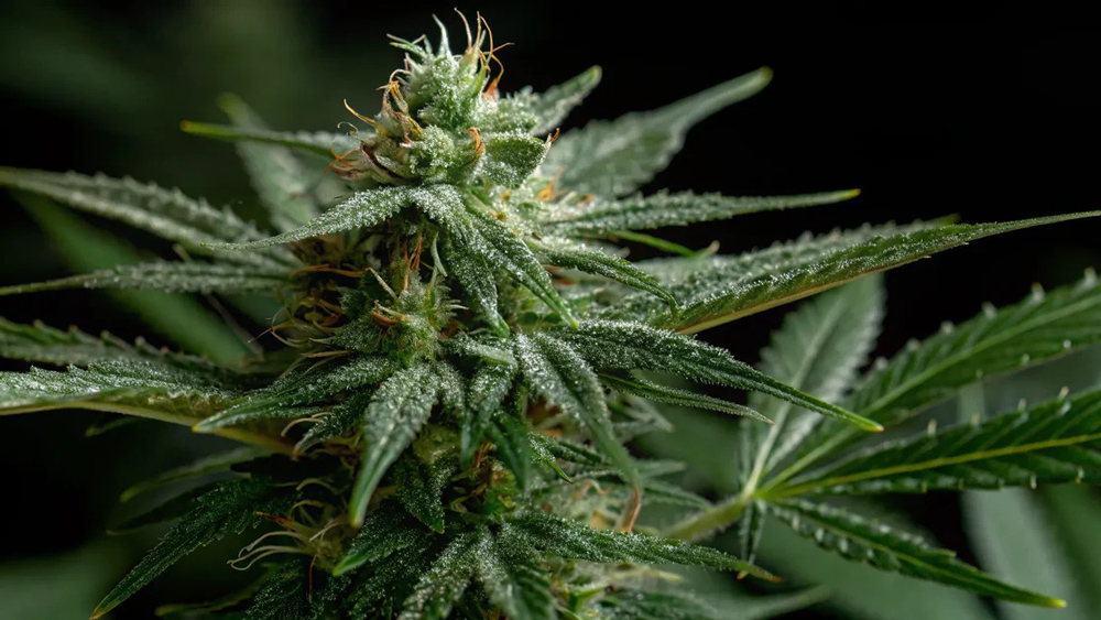Attitude Seedbank Top Strains