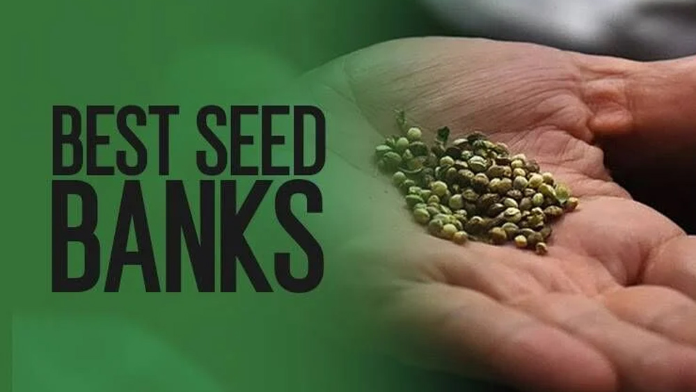 Attitude Seedbank Top Strains