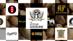 Attitude Seedbank Top Strains