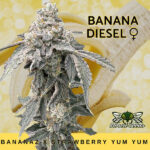 Banana Diesel Feminized Seeds by Mosca