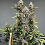 Blumosa S1 Feminized Seeds by Mosca