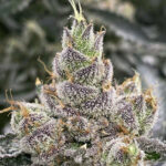 Blumosa S1 Feminized Seeds by Mosca