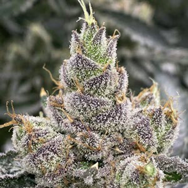 Blumosa-S1 Blumosa S1 Feminized Seeds by Mosca - Image 1