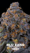 Blu Zang Feminized Seeds by Grounded Genetics - Image 2