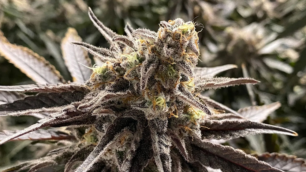Hybrid Hemp Genetics