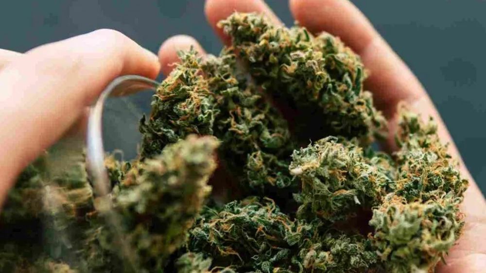 Hybrid Hemp Genetics