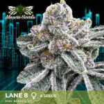 Lane 8 Feminized Seeds by Mosca