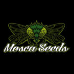Raspberry Boogie S2 Feminized Seeds by Mosca