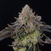 Peach Gummies Feminized Seeds by Grounded Genetics