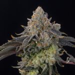 Peach Gummies Feminized Seeds by Grounded Genetics