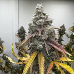 Pineapple Whip S1 Feminized Seeds by Mosca