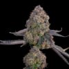 Pink Zoda Feminized Seeds by Grounded Genetics
