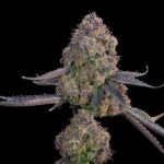 Pink Zoda Feminized Seeds by Grounded Genetics