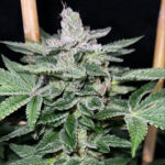 Raspberry Boogie S2 Feminized Seeds by Mosca