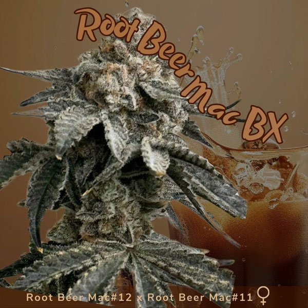Root-Beer-BX Root Beer MAC BX Feminized Seeds by Mosca - Image 1