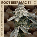 Root Beer MAC S1 Feminized Seeds by Mosca