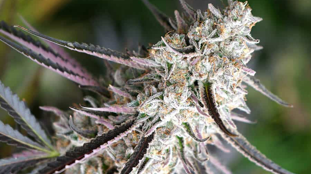 Runtz Fast Flowering