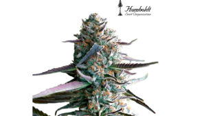 Runtz Fast Flowering