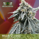 Sello Feminized Seeds by Mosca