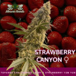 Strawberry Canyon Feminized Seeds by Mosca