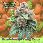 Strawberry Yum Yum Feminized Seeds by Mosca
