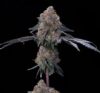 Blu Zang Feminized Seeds by Grounded Genetics