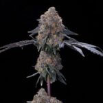 Blu Zang Feminized Seeds by Grounded Genetics