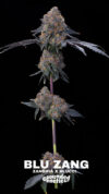Blu Zang Feminized Seeds by Grounded Genetics