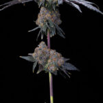 Blu Zang Feminized Seeds by Grounded Genetics