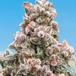 Frosted Raspberries S1 Feminized Seeds by Mosca