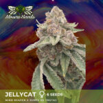 Jelly Cat Feminized Seeds by Mosca