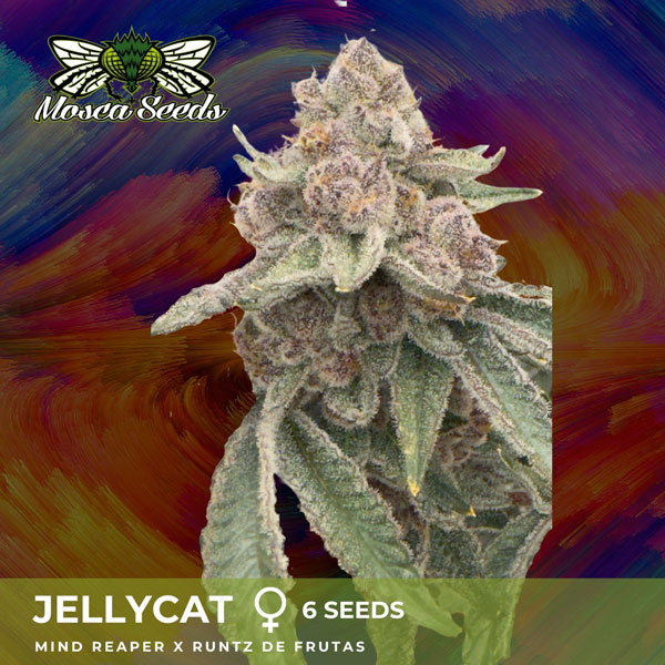 jelly-cat. Jelly Cat Feminized Seeds by Mosca - Image 1