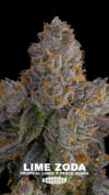 Lime Zoda Feminized Seeds by Grounded Genetics - Image 3