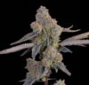 Lime Zoda Feminized Seeds by Grounded Genetics