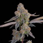 Lime Zoda Feminized Seeds by Grounded Genetics