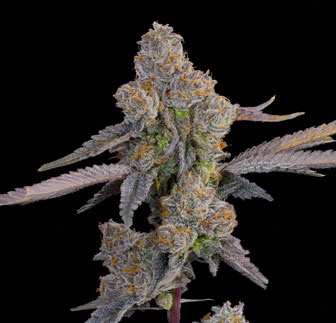 limzoda1 Lime Zoda Feminized Seeds by Grounded Genetics