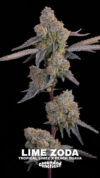 Lime Zoda Feminized Seeds by Grounded Genetics