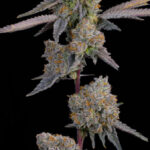 Lime Zoda Feminized Seeds by Grounded Genetics