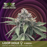 Loop Hole Feminized Seeds by Mosca