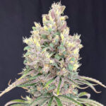 MarVista Feminized Seeds by Mosca
