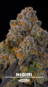 Nigiri Seeds Feminized Seeds by Grounded Genetics - Image 2