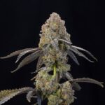 Nigiri Seeds Feminized Seeds by Grounded Genetics