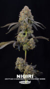 Nigiri Seeds Feminized Seeds by Grounded Genetics